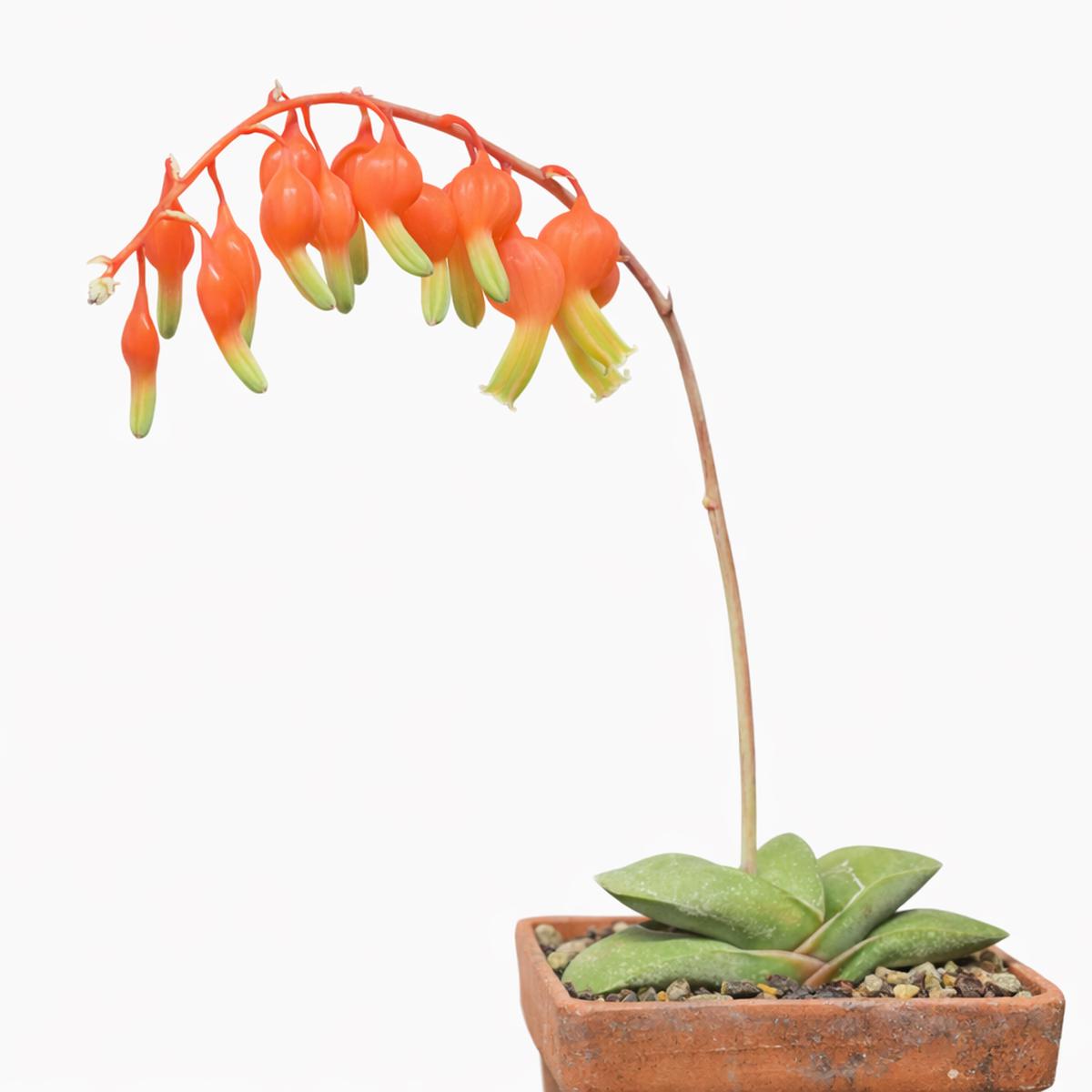 Gasteria glomerata SEEDS