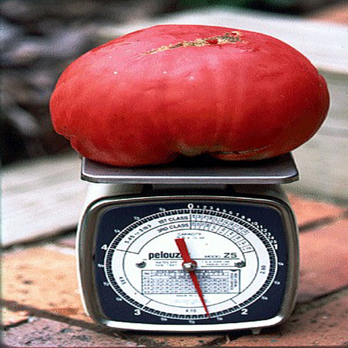 Humongous Mong Tomato 15 Seeds - Heirloom - RARE!