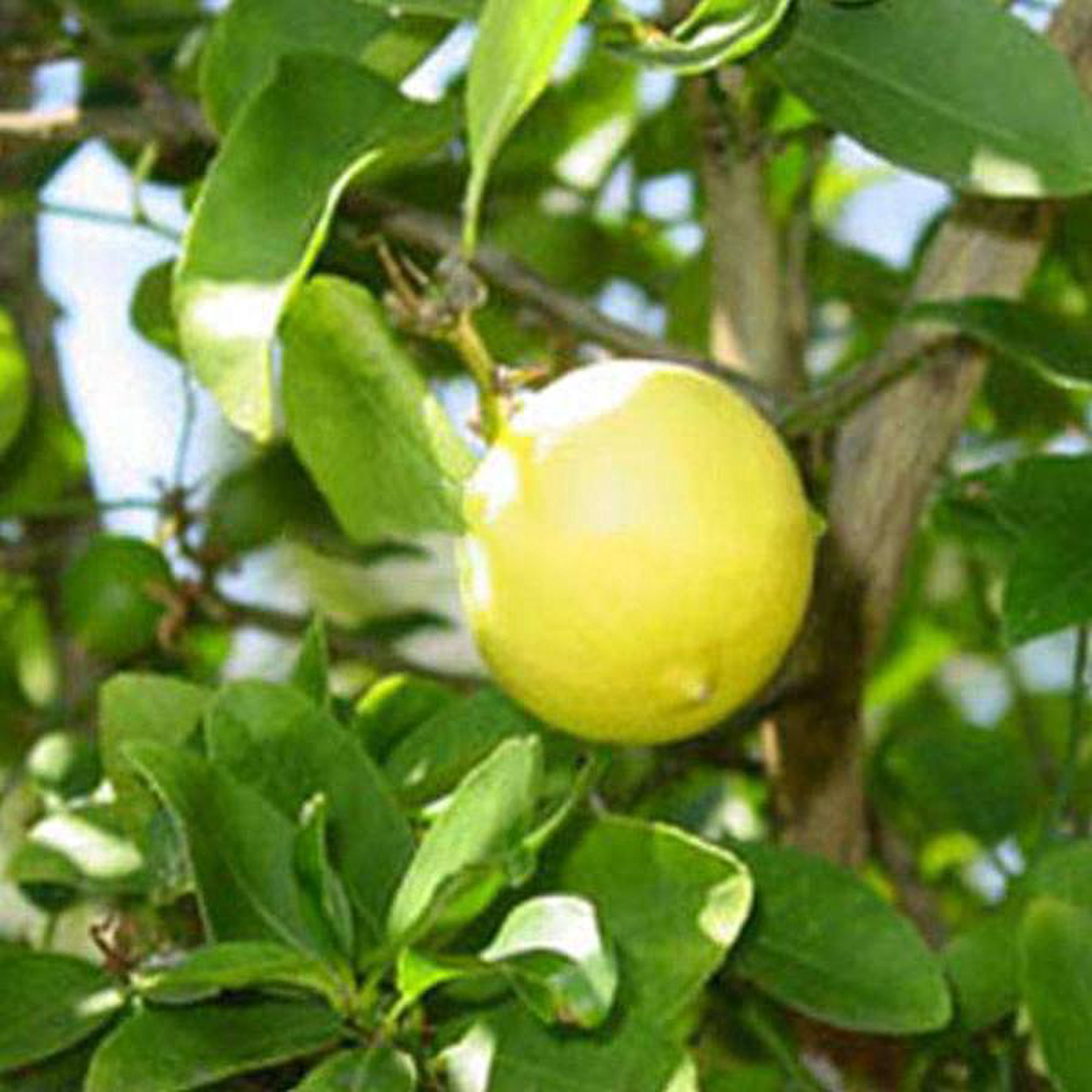 Kagji Nimboo Lemon 8211 05 kg Seeds