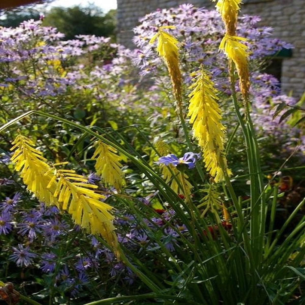 Kniphofia Ichopensis - Indigenous South African Bulb - 5 Seeds