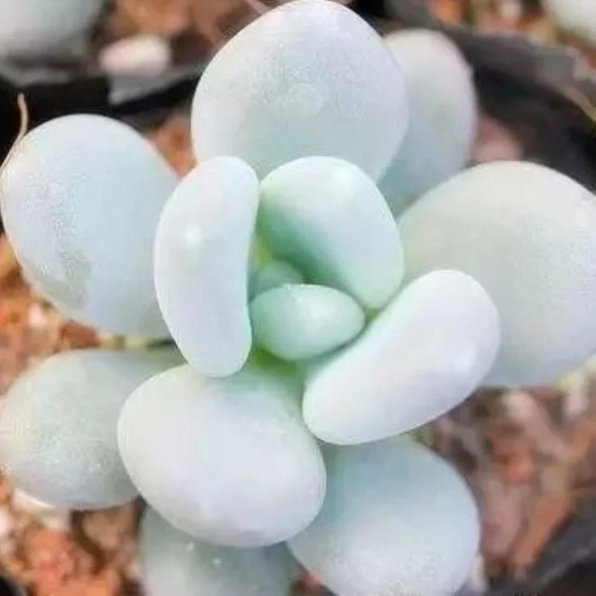 Lithops Living Stones Flower Succulent Cactus Seeds - SS0056 Rare Bonsai