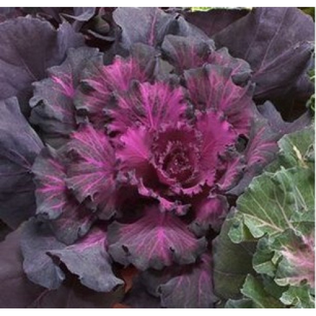 Osaka Red Flowering Cabbage 25 Seeds - Annual