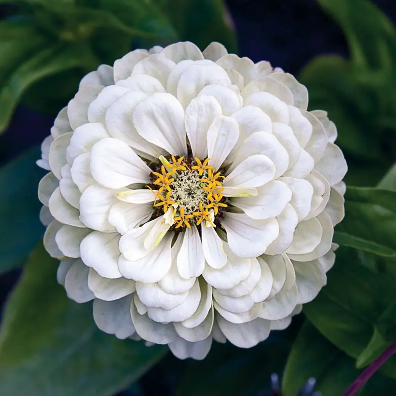 Park's Picks White Zinnia Seeds