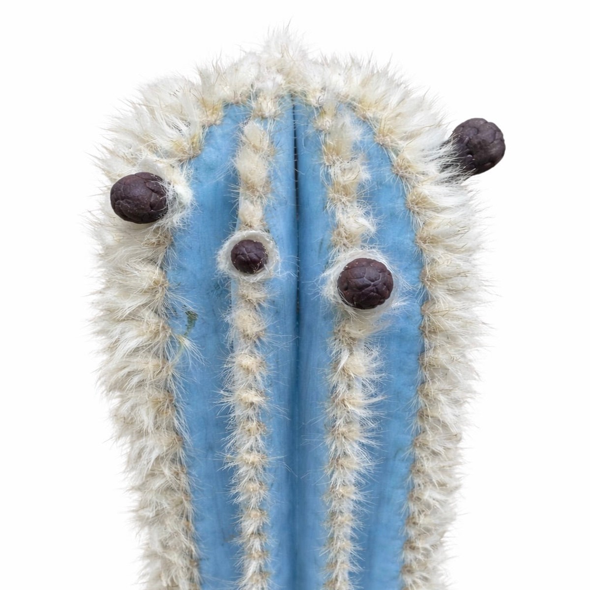 Pilosocereus pachycladus HU254 SEEDS