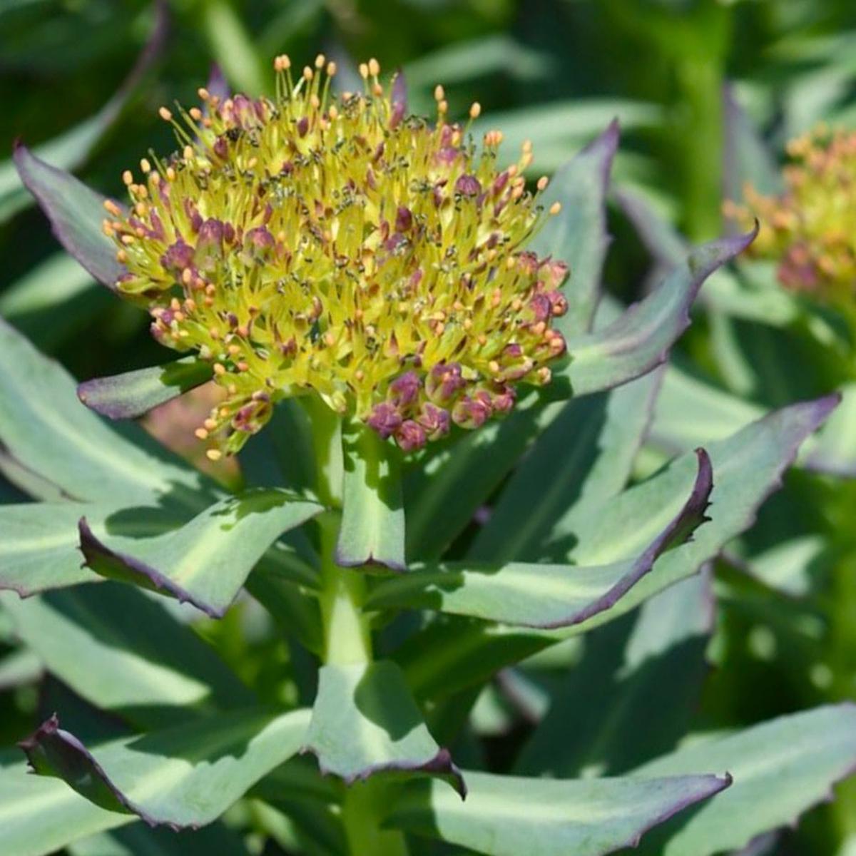 Rhodiola rosea SEEDS