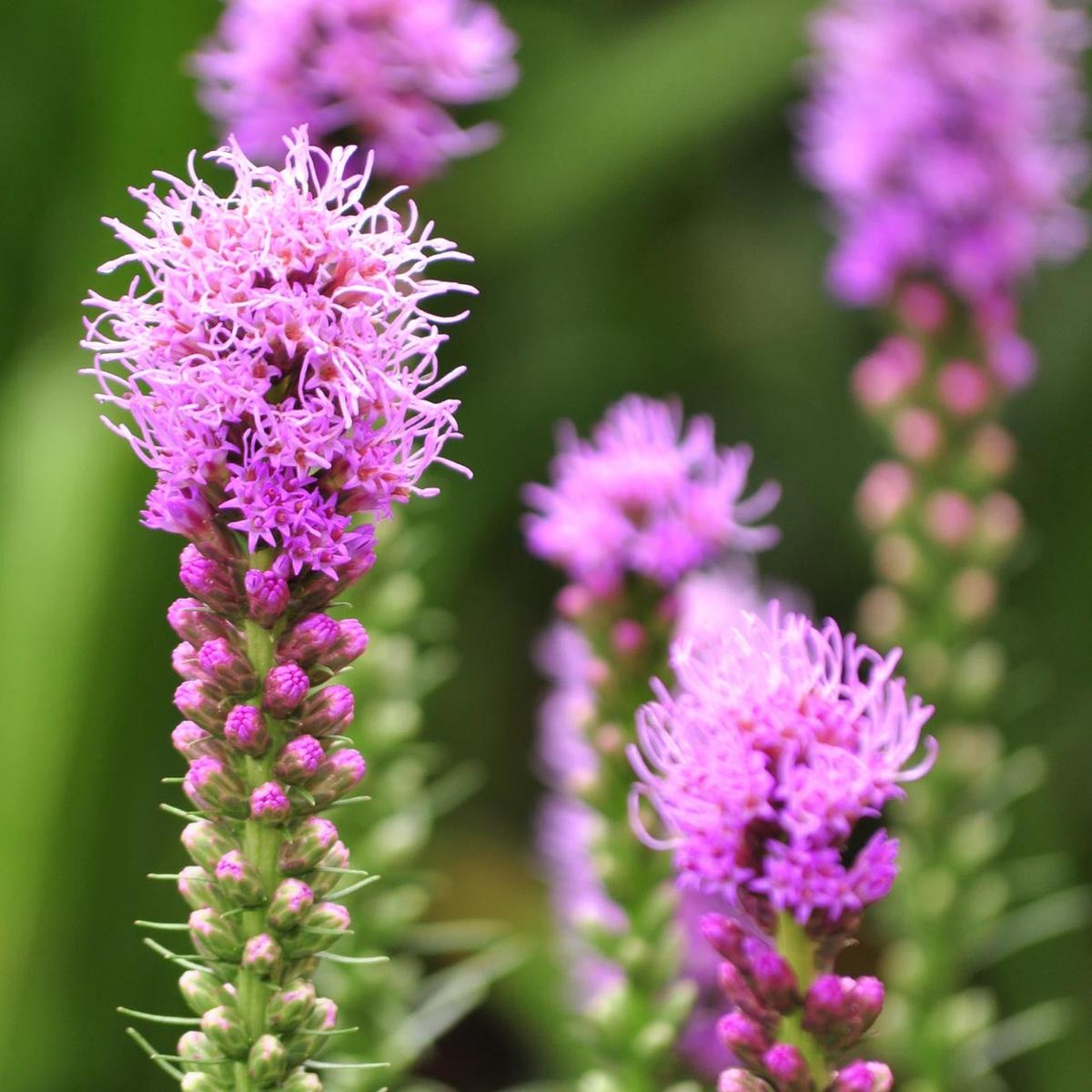 Spiked Blazing Star (Liatris spicata) Perennial