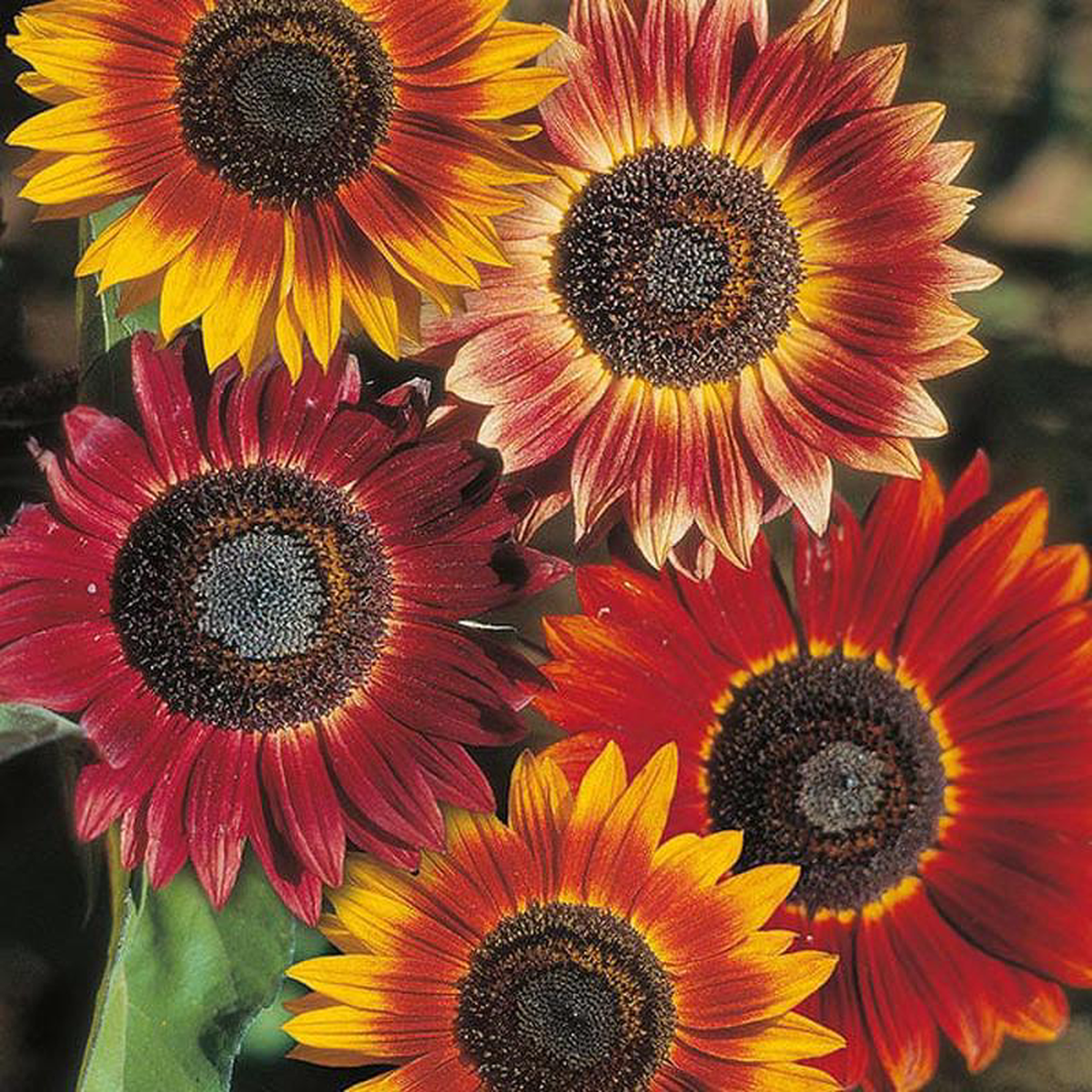 Sunflower Evening Sun 8211 Mr Fothergill8217s Seeds