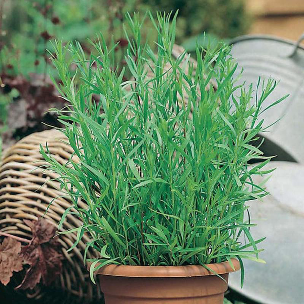Tarragon Russian 8211 Mr Fothergill8217s Seeds