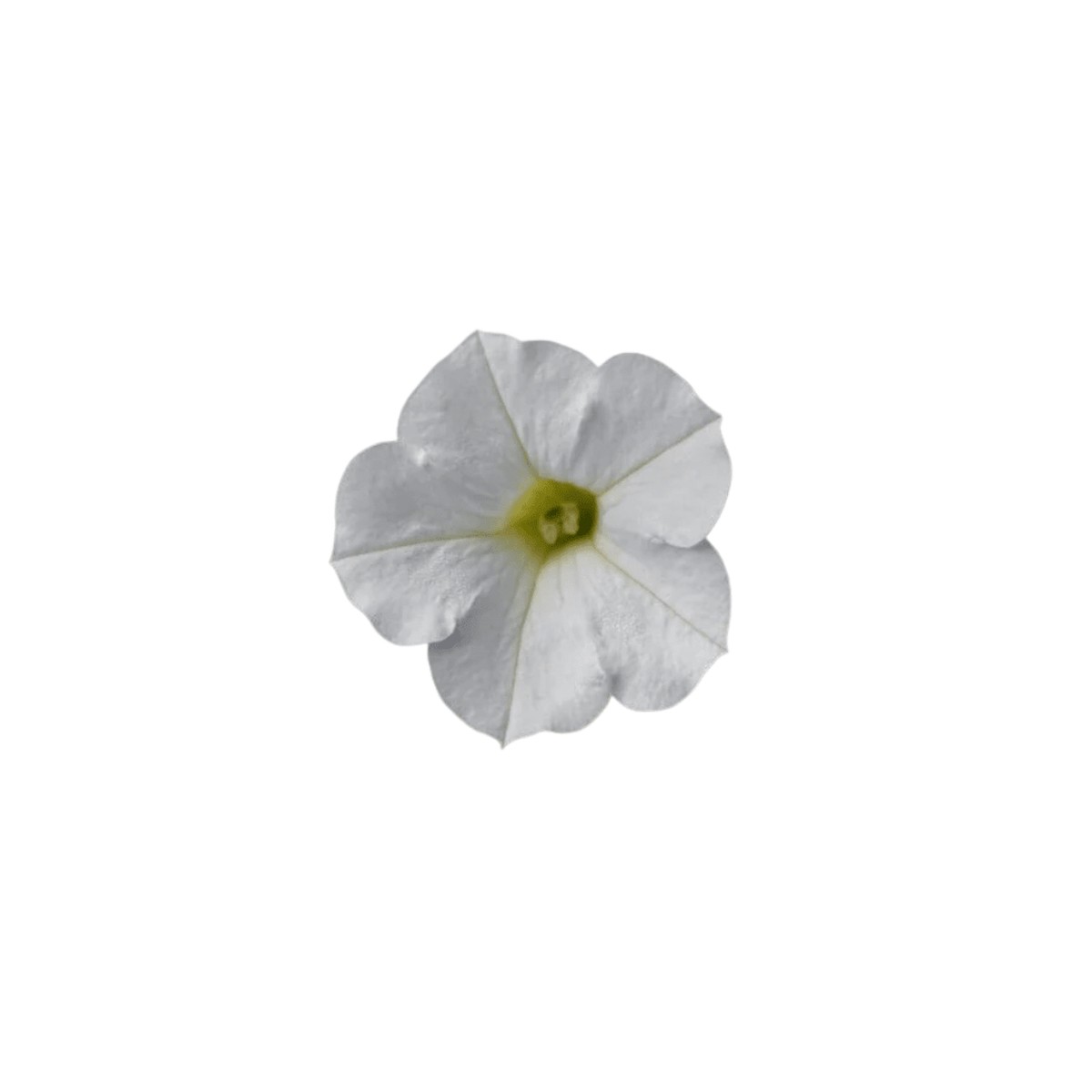 White Hybrid Shock Wave Petunia Seeds | OSC Seeds