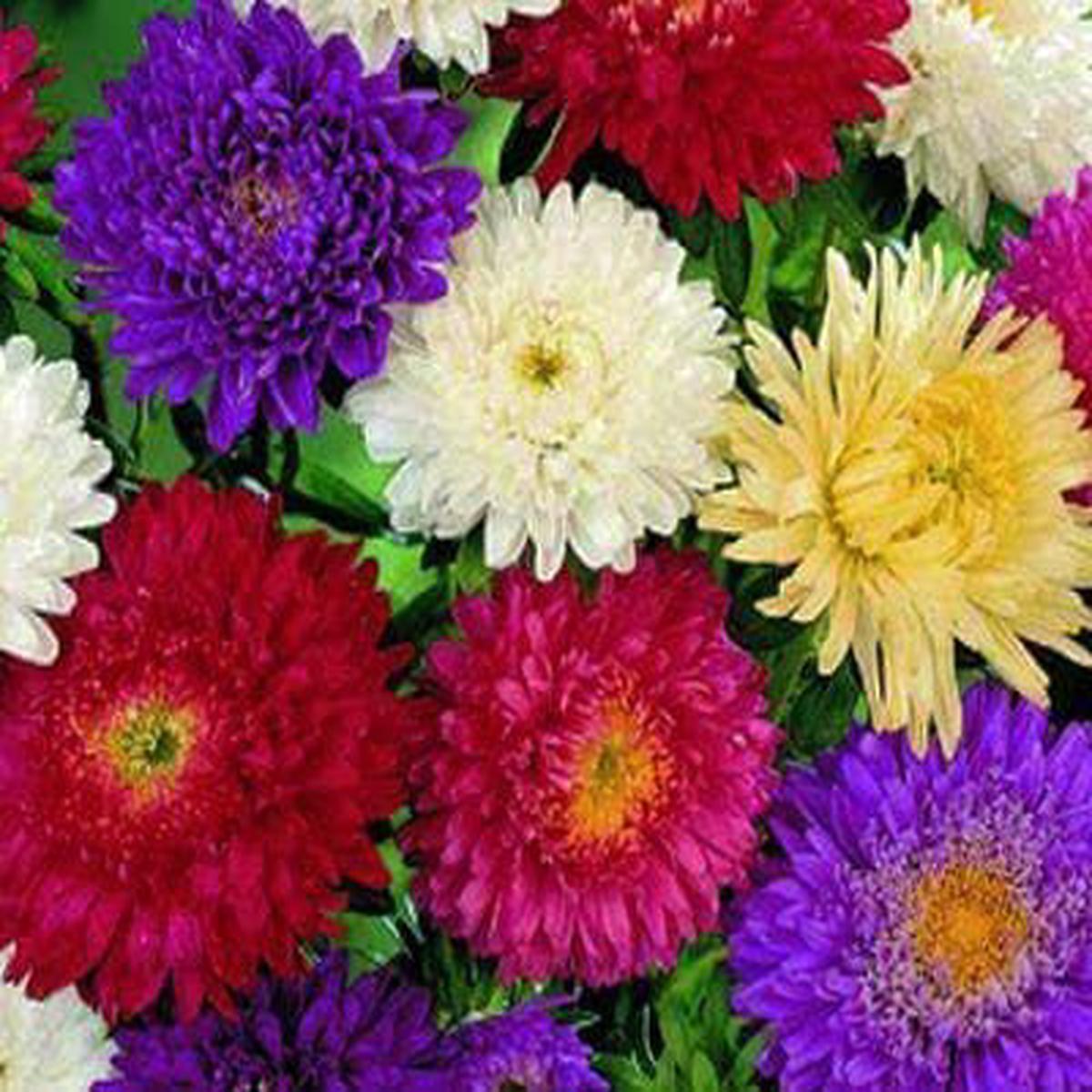 Aster Super Princess Mixed Seeds