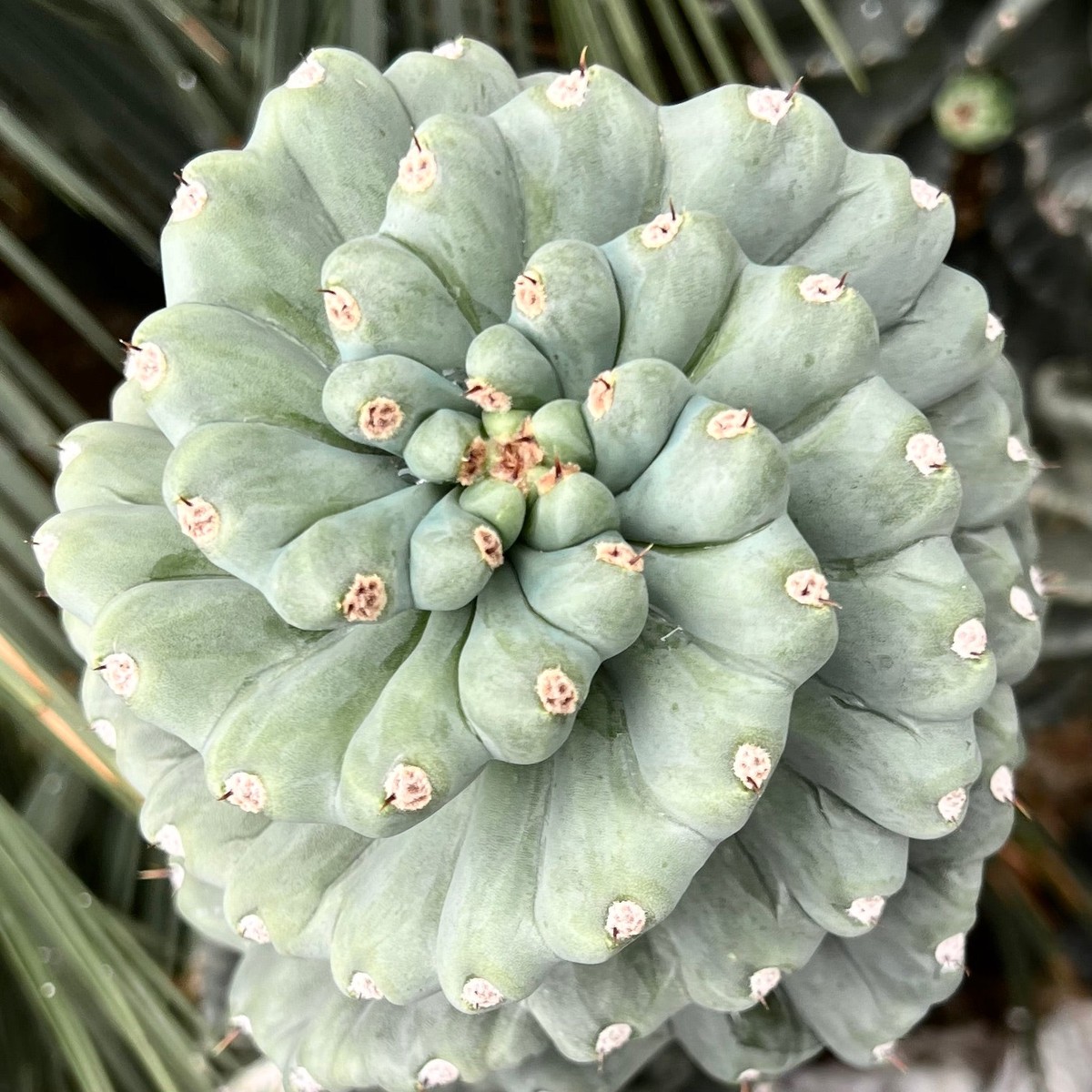 Cereus peruvianus SPIRALIS form nudum 'CLONE 21K' SEEDS