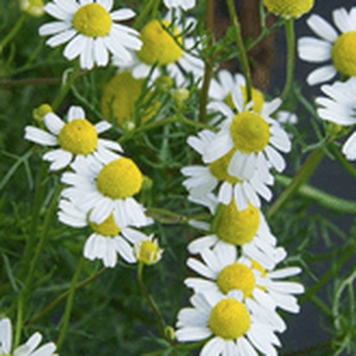 chamomile 'German'
