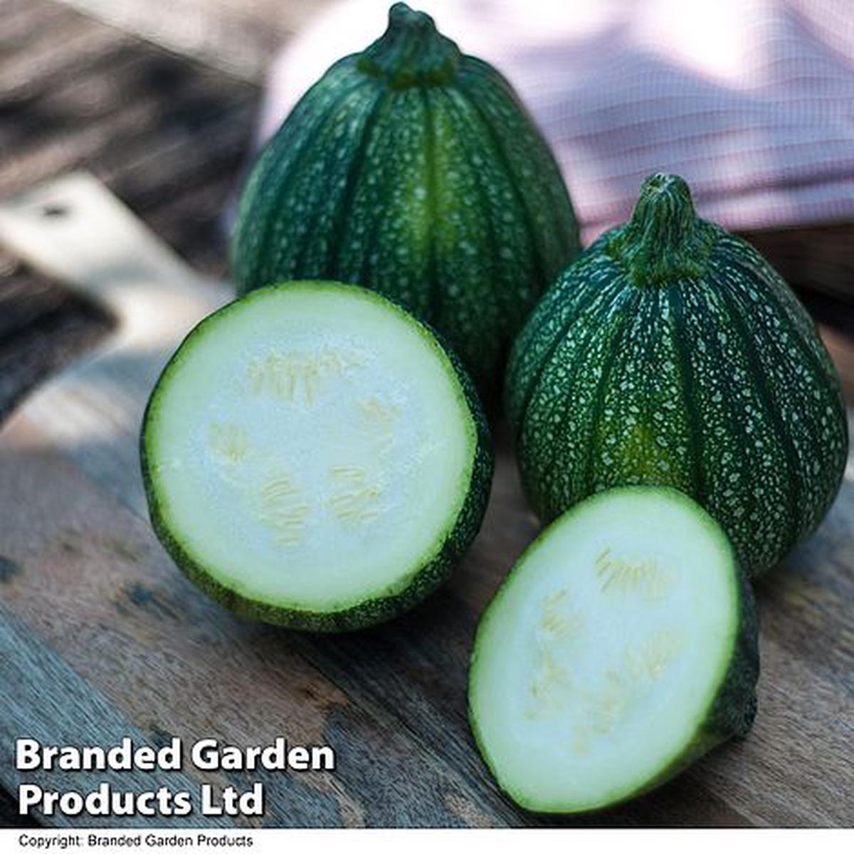 Courgette Cucurbita pepo Boldenice F1