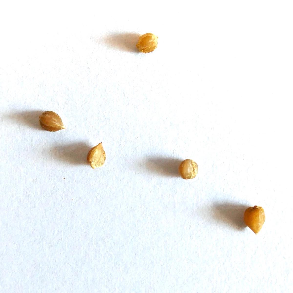 Dasylirion wheeleri SEEDS