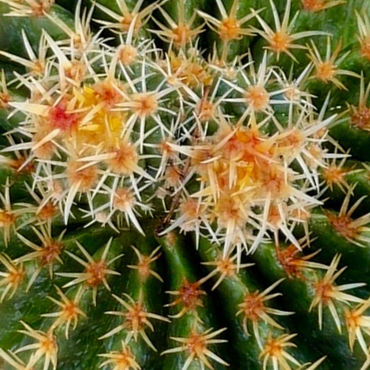 Echinocactus grusonii var. brevispinus SEEDS
