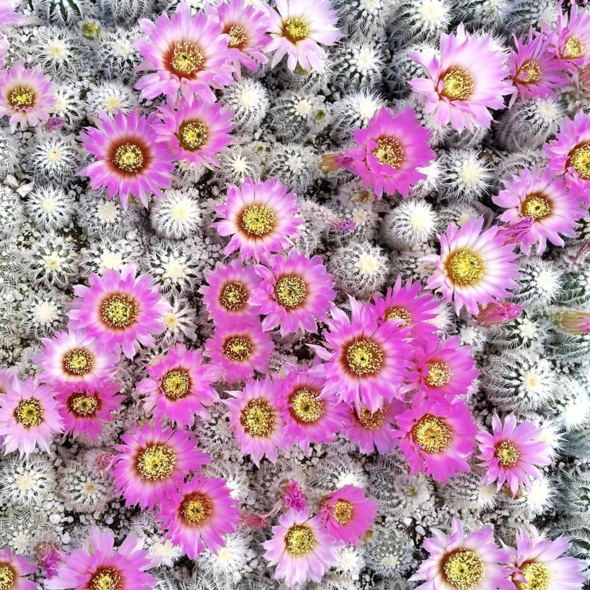 Echinocereus baileyi var. albispinus SEEDS