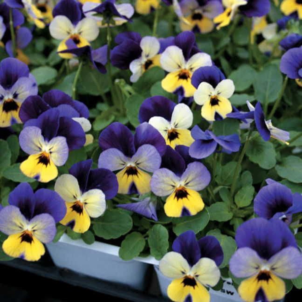 Endurio Blue Yellow with Purple Wing Viola Seeds