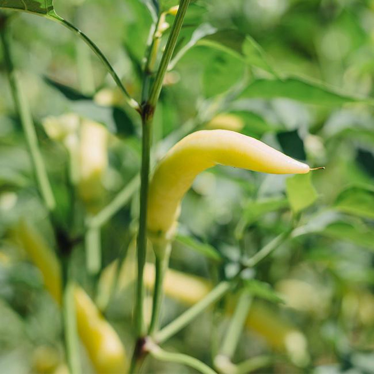 Hungarian Hot Wax Pepper Seeds, Very Productive Garden Vegetables