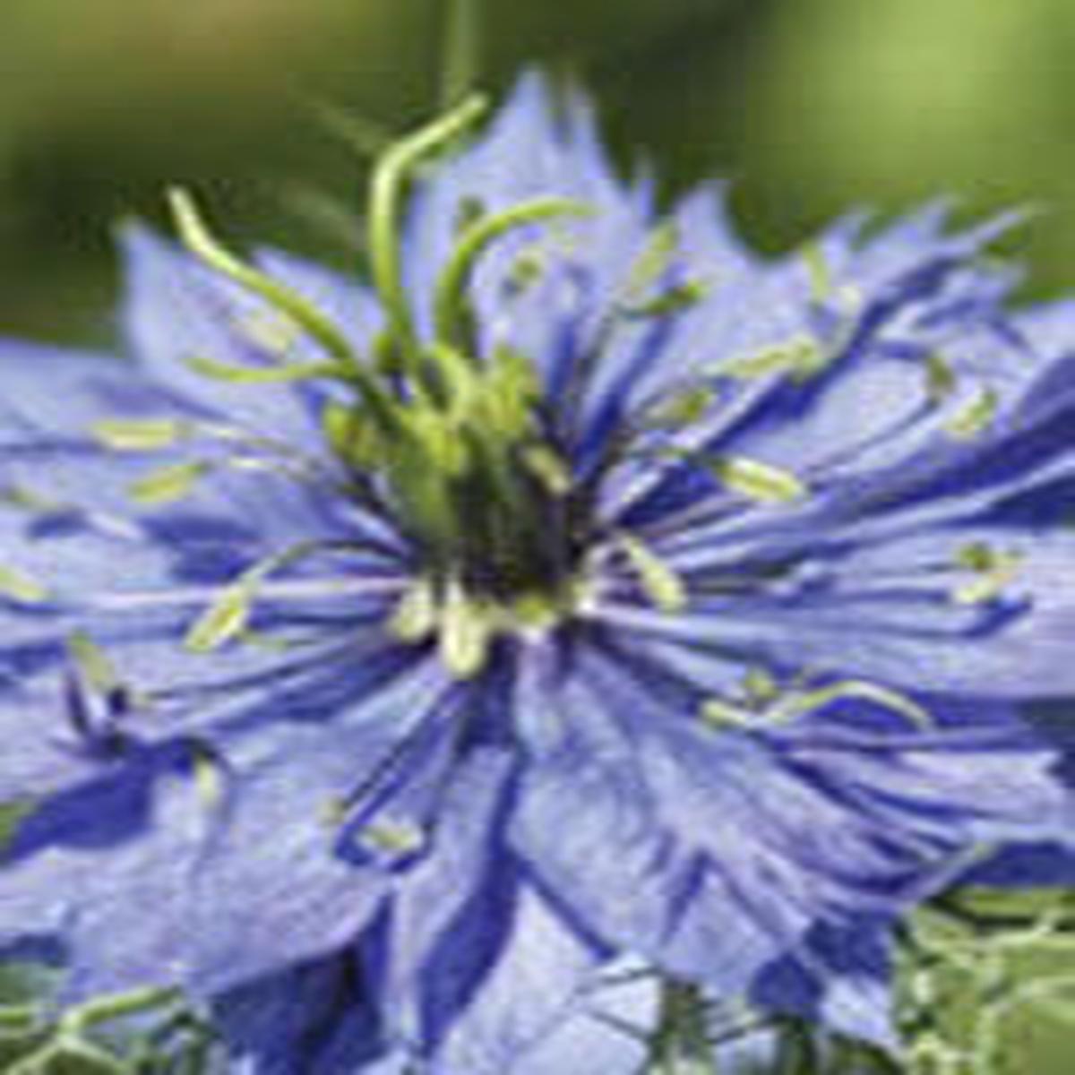 Nigella Love-in-a-Mist - Ontario Seed Company