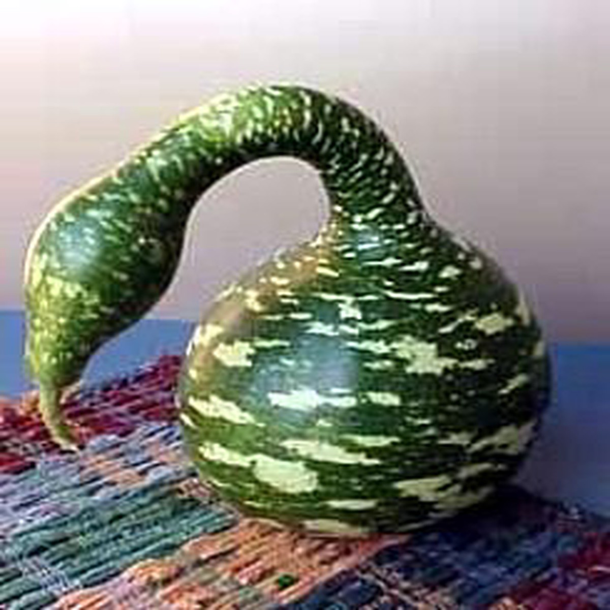Speckled Swan Gourd 10 Seeds - For Arts & Crafts