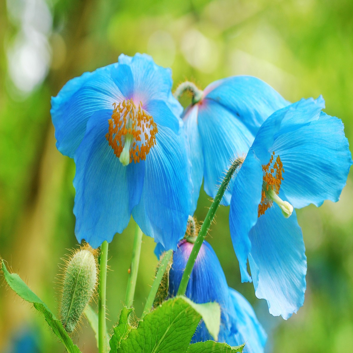 10 BLUE HIMALAYAN POPPY Tibetan Meconopsis Betonicifolia Flower Seeds