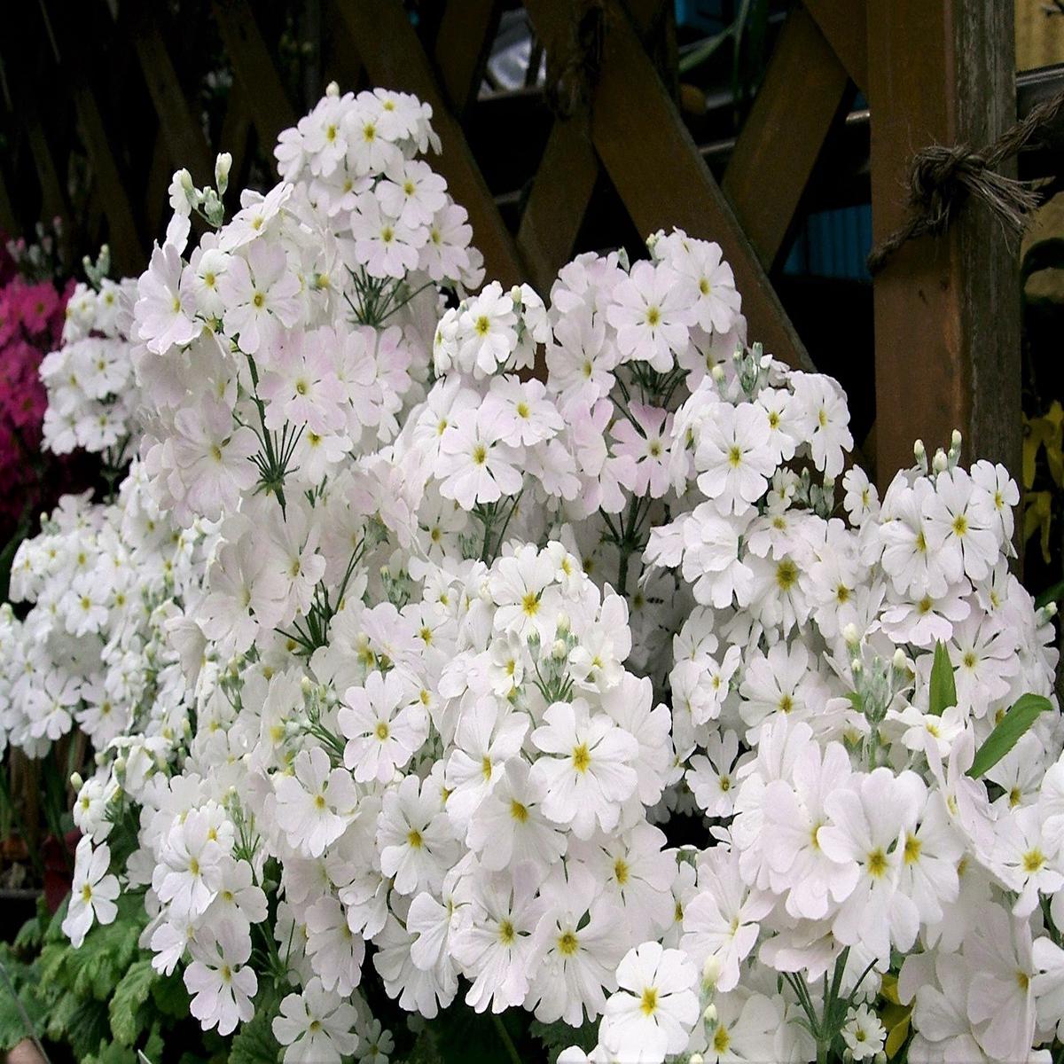 100 WHITE FAIRY PRIMROSE Primula Malacoides Baby Primrose Shade Houseplant Flower Seeds
