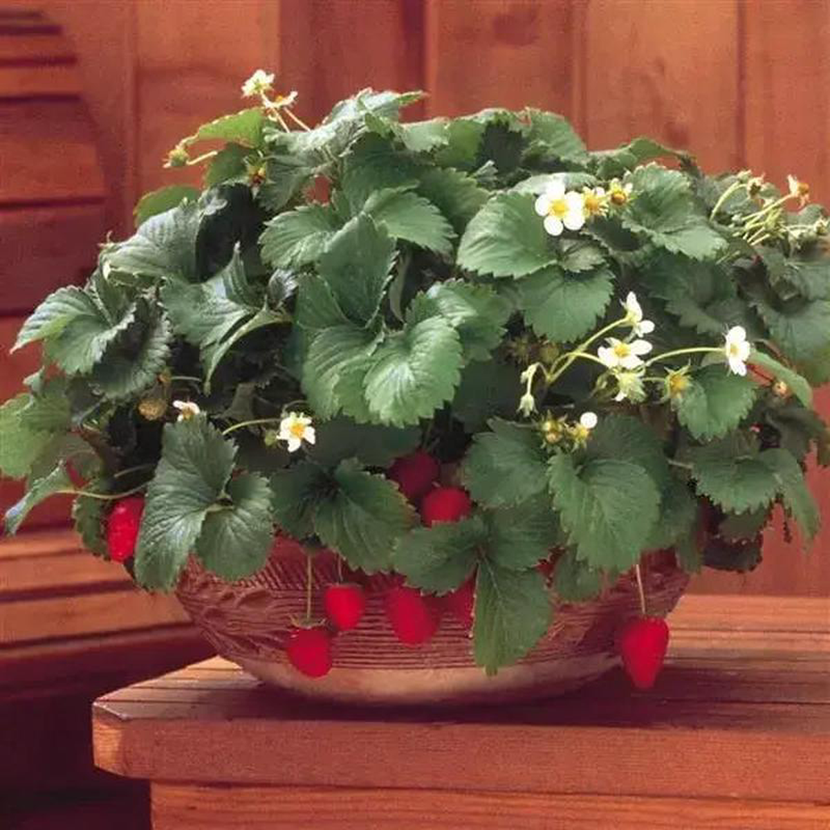Alpine Strawberry Fresca 8211 Ontario Seed Company