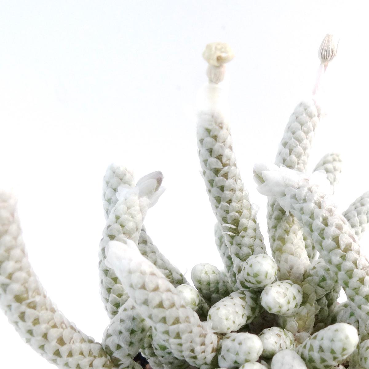 Anacampseros papyracea namaensis SEEDS