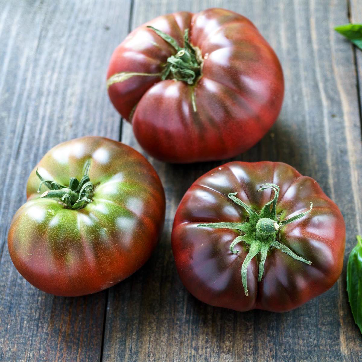 Black Brandywine Tomato (Solanum lycopersicum) Indeterminate