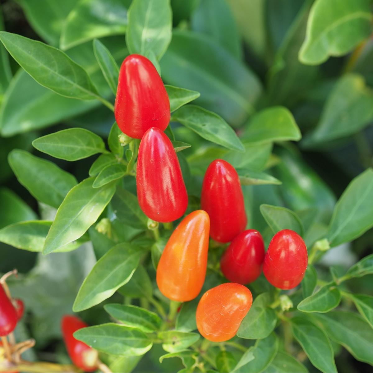 Cascabella Pepper (Capsicum annuum)