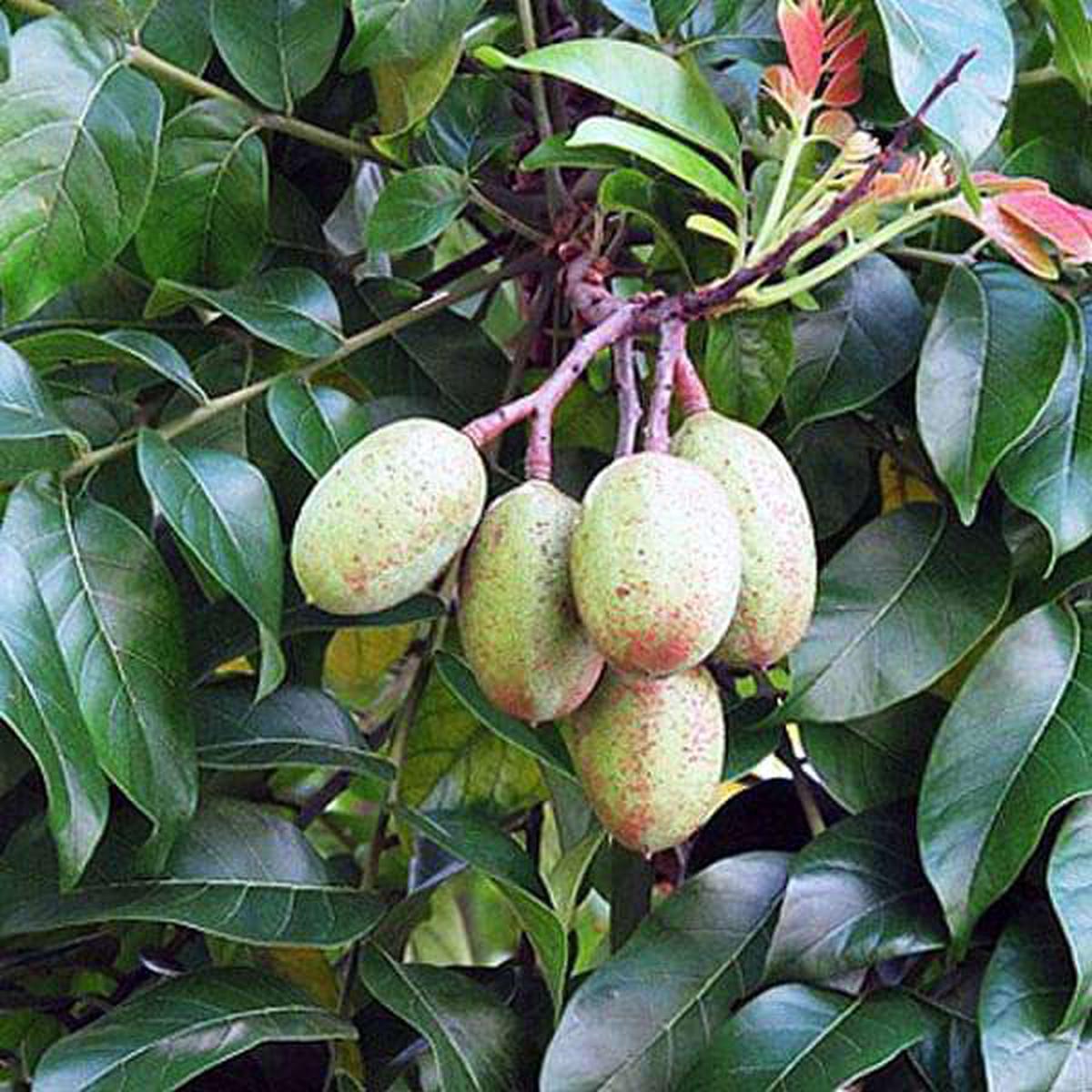 Chukrasia Tabularis, Jamaica Cedar - 0.5 kg Seeds - Default Title
