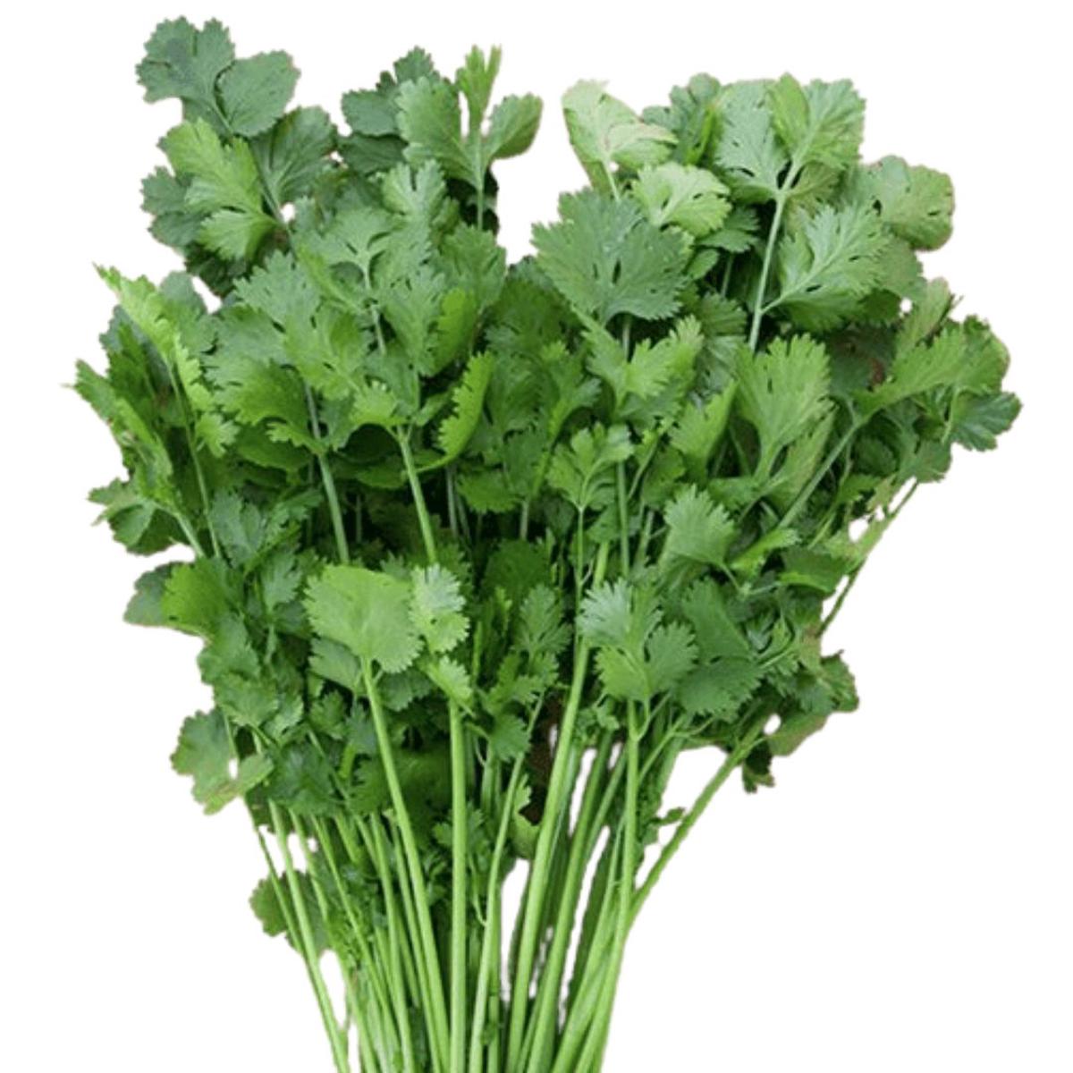 Cilantro Santo Seeds | West Coast Seeds