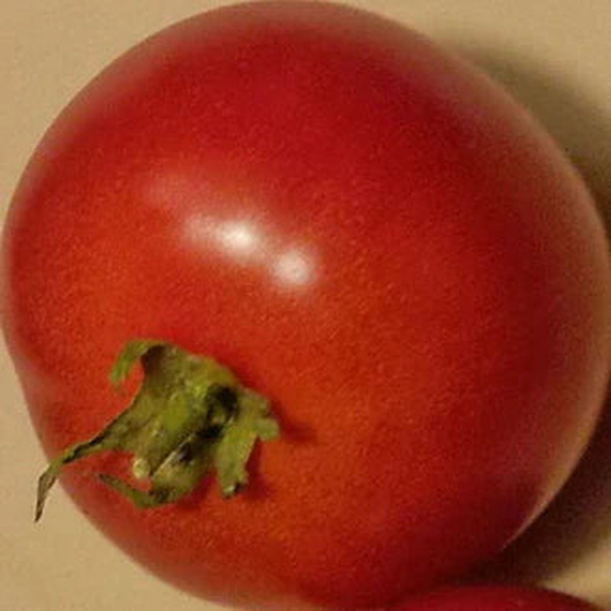 Doucet's Early Market Bush Tomato - Eagleridge seeds