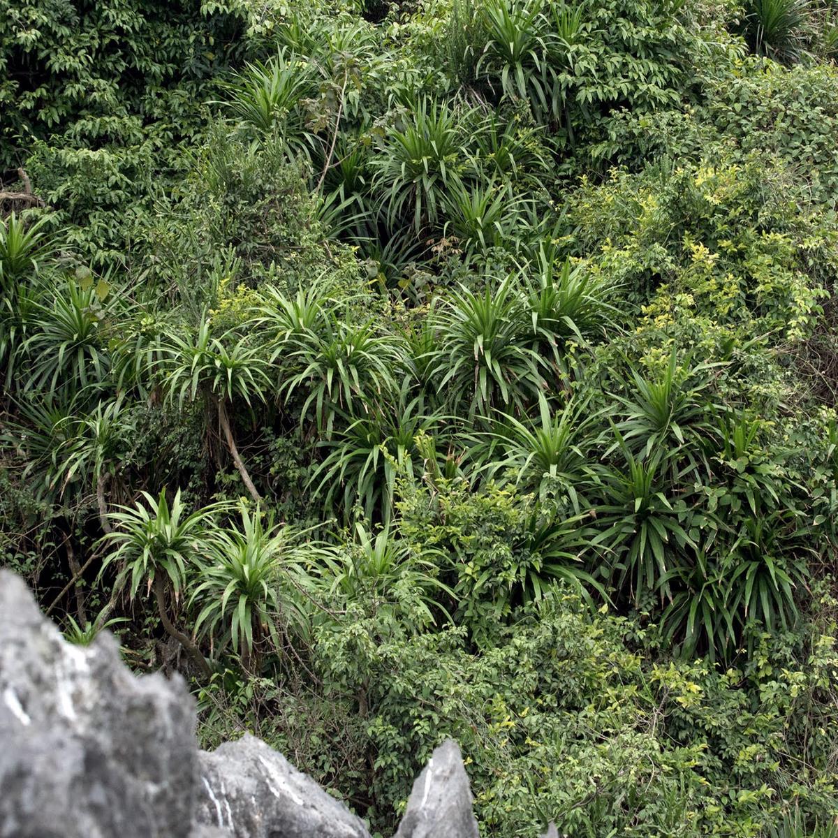 Dracaena cambodiana SEEDS