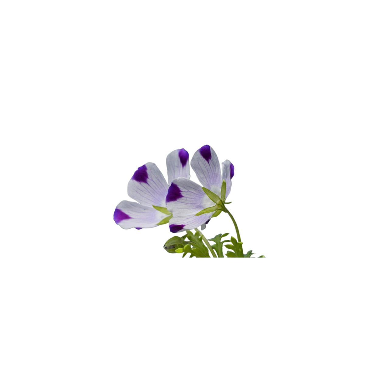 Five Spot Seeds | OSC Seeds