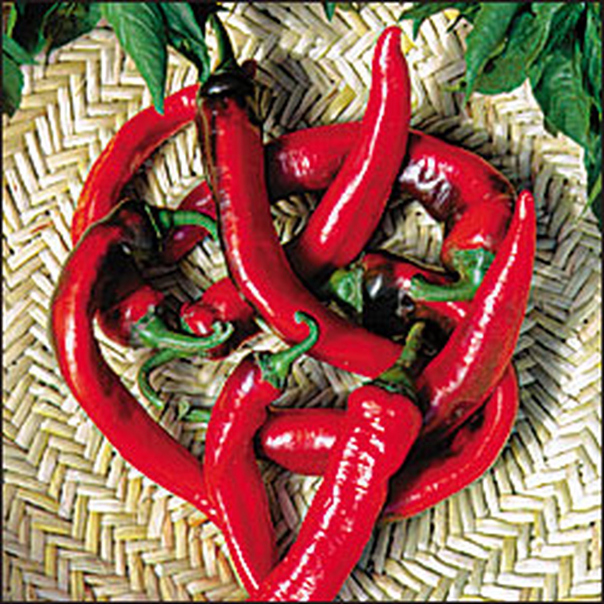 Hot Portugal Pepper - 20 Seeds - Very Hot