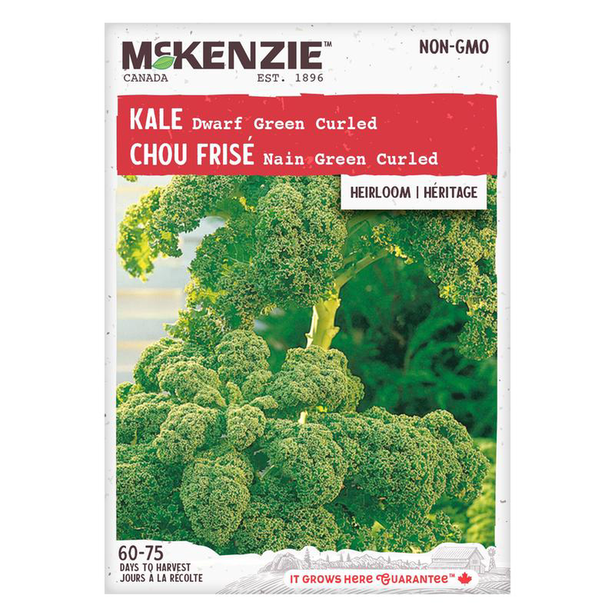 Kale Dwarf Green Curled 8211 McKenzie Seeds