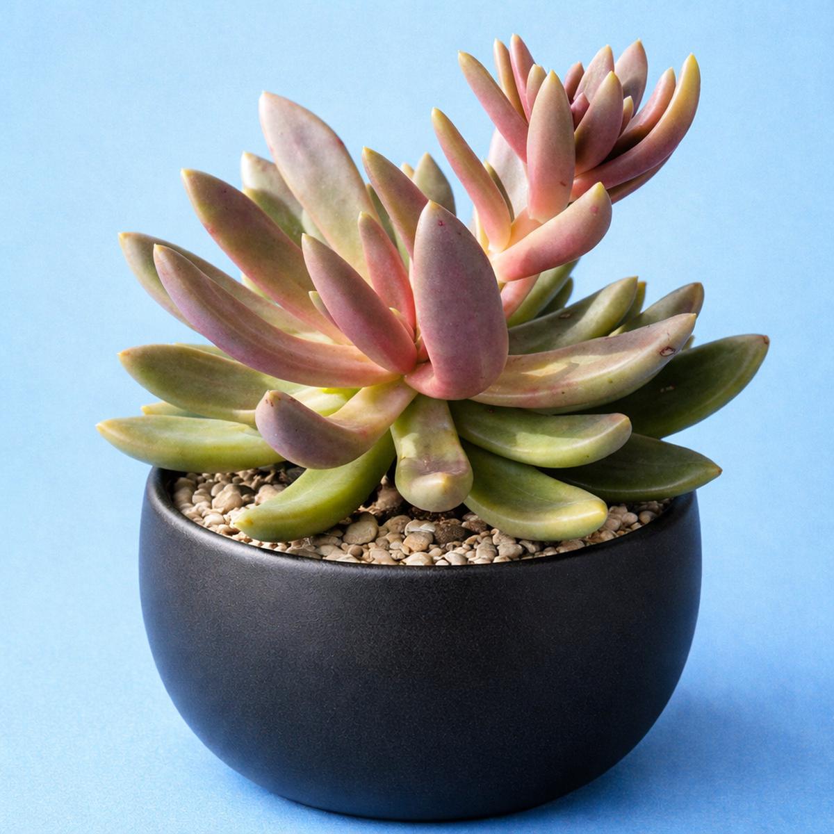 Pachyphytum fittkauii SEEDS