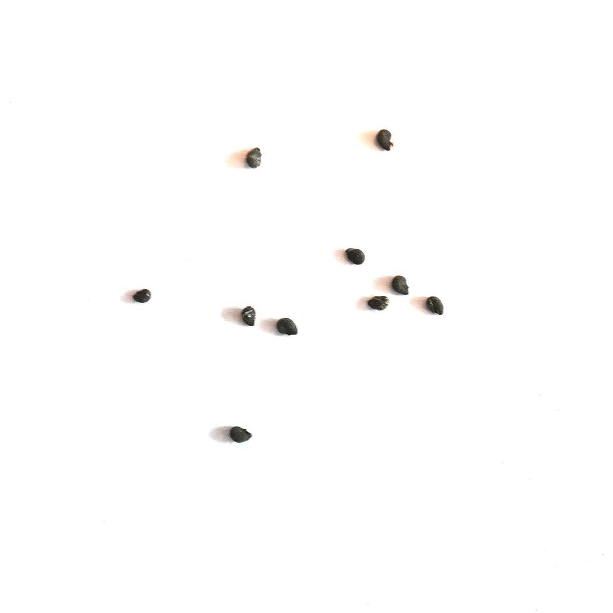 Pilosocereus boolei SEEDS - 10 Seeds