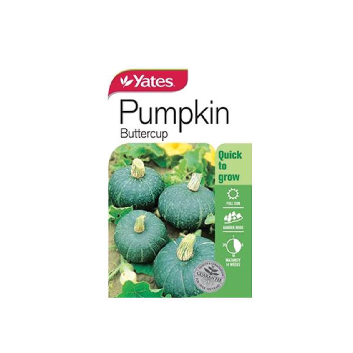 Pumpkin Buttercup