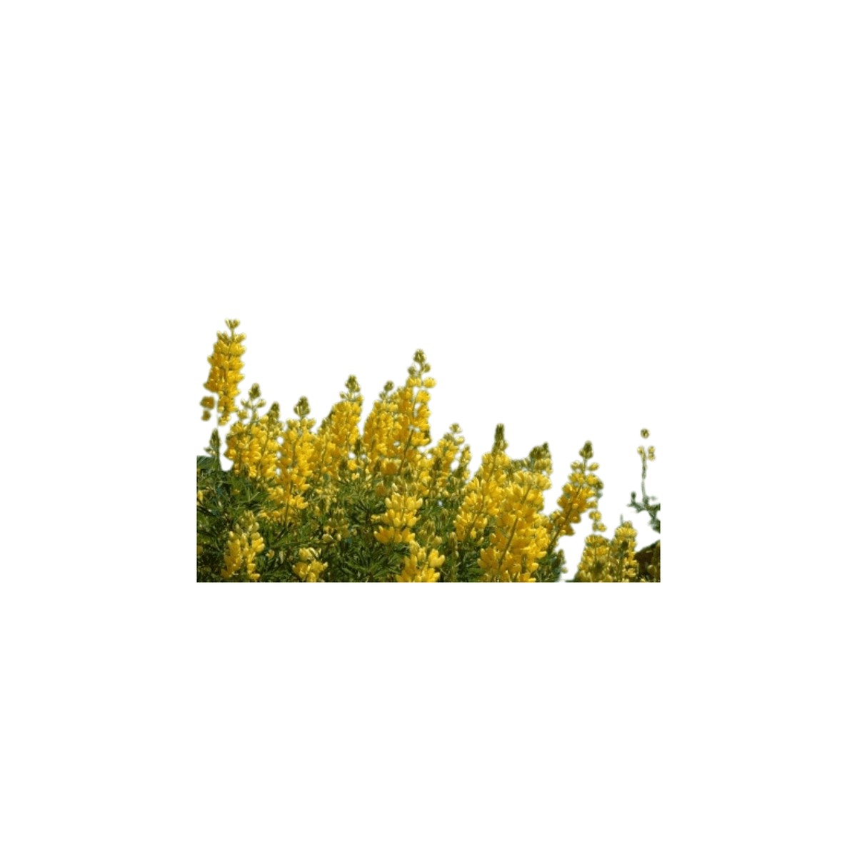 Russells Hybrids Yellow Lupins Seeds | OSC Seeds