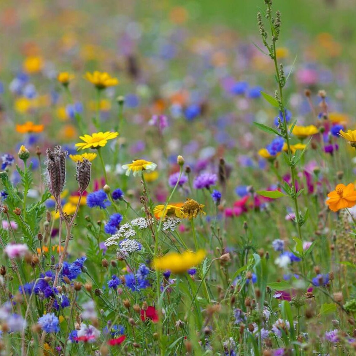 Special Butterfly Flower Mix
