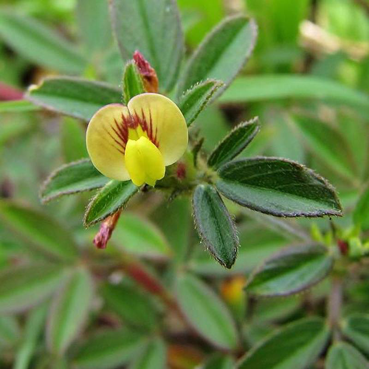Stylosanthes scabra 8211 05 kg Seeds