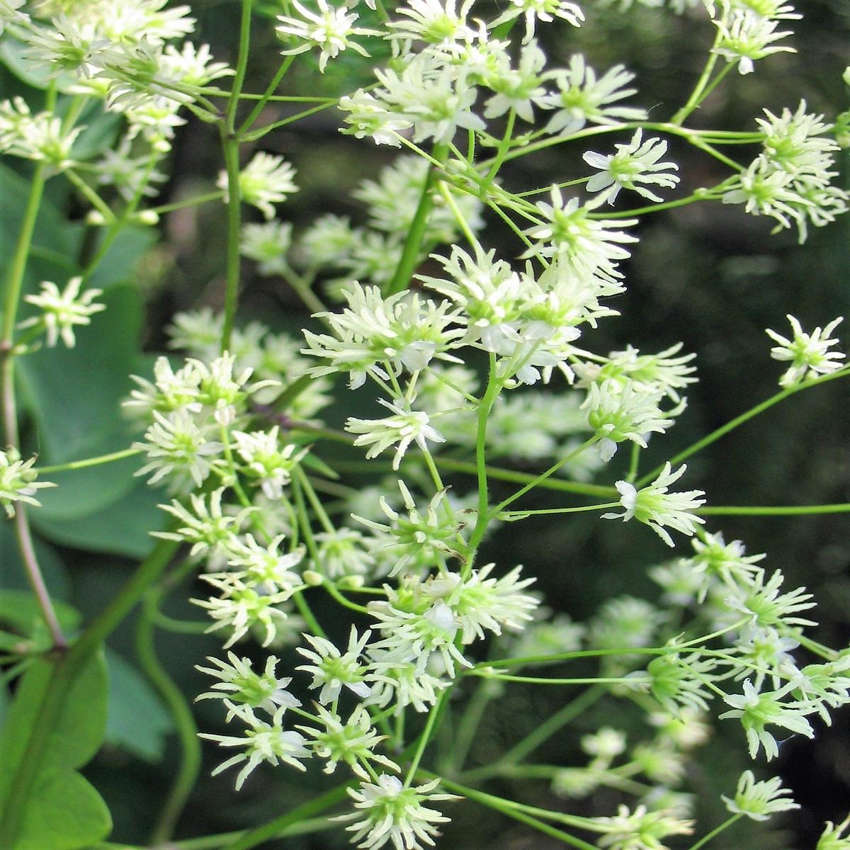 50 PURPLE MEADOW RUE Thalictrum Dasycarpum White & Yellow Flower Herb Seeds