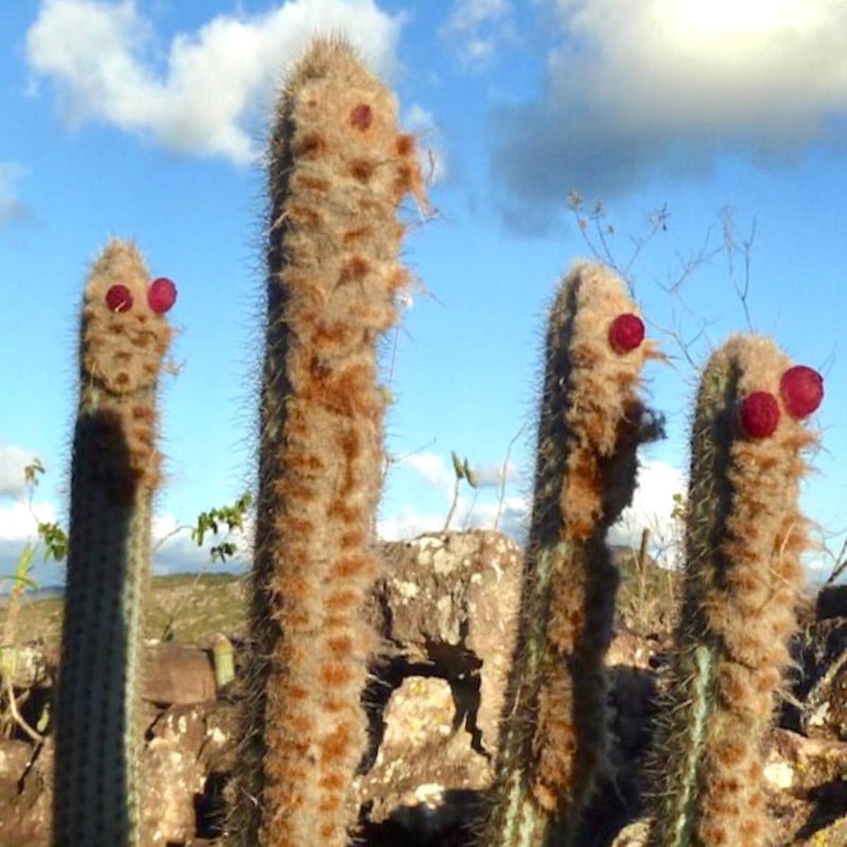 Austrocephalocereus purpureus HU133 SEEDS