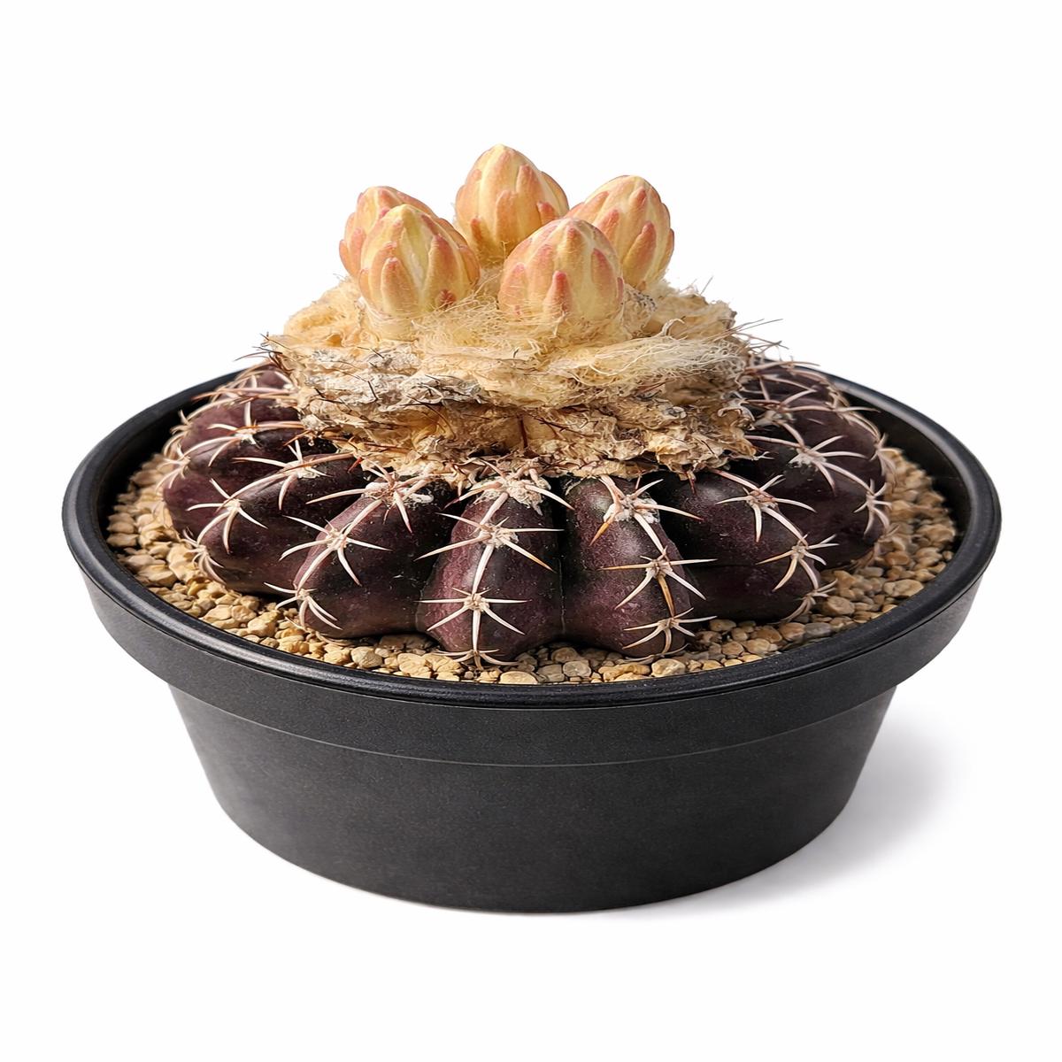 Discocactus woutersianus SEEDS