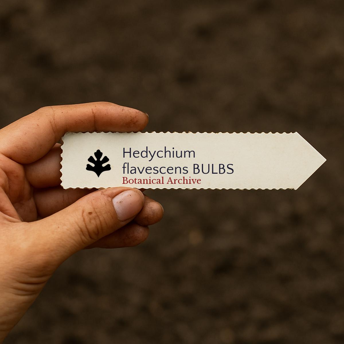 Hedychium flavescens BULBS SEEDS