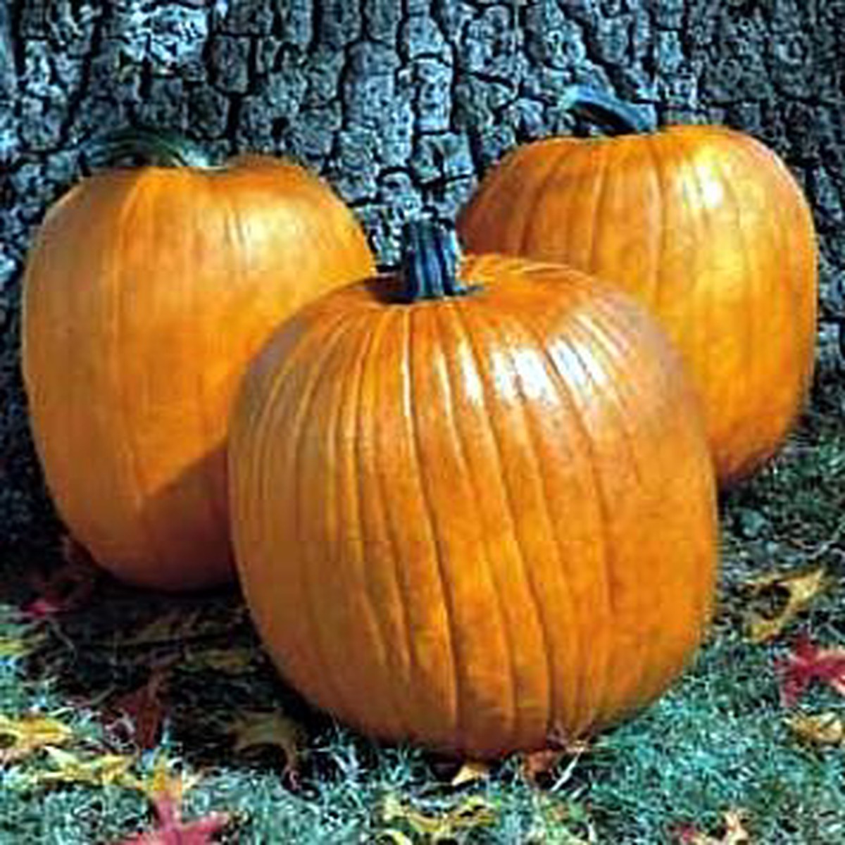 Howden Biggie Pumpkin - 15 Seeds
