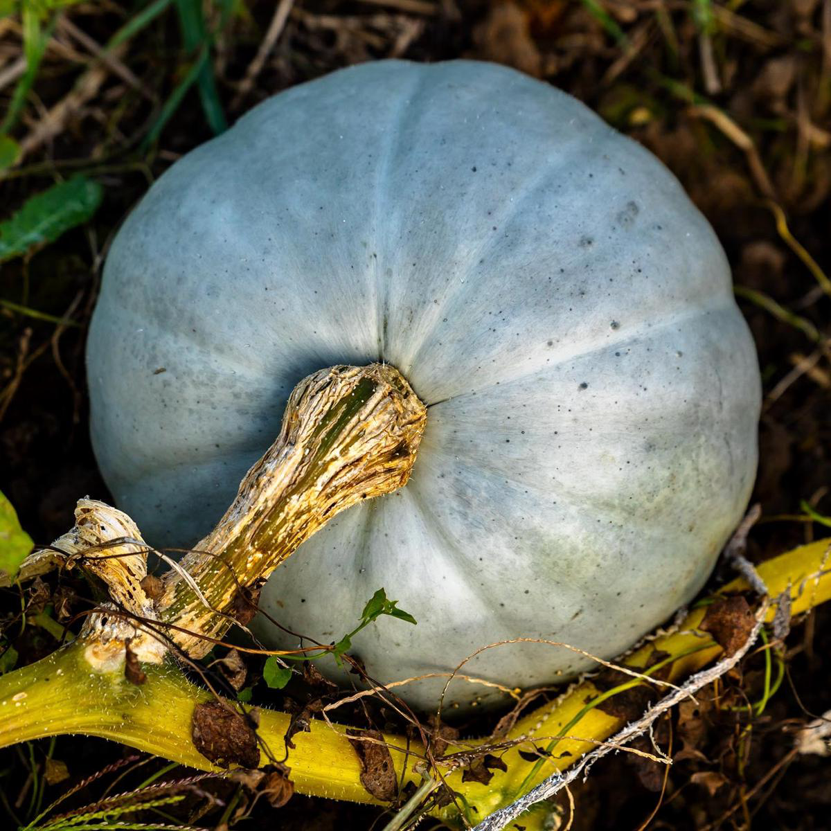 Hungarian Blue Squash