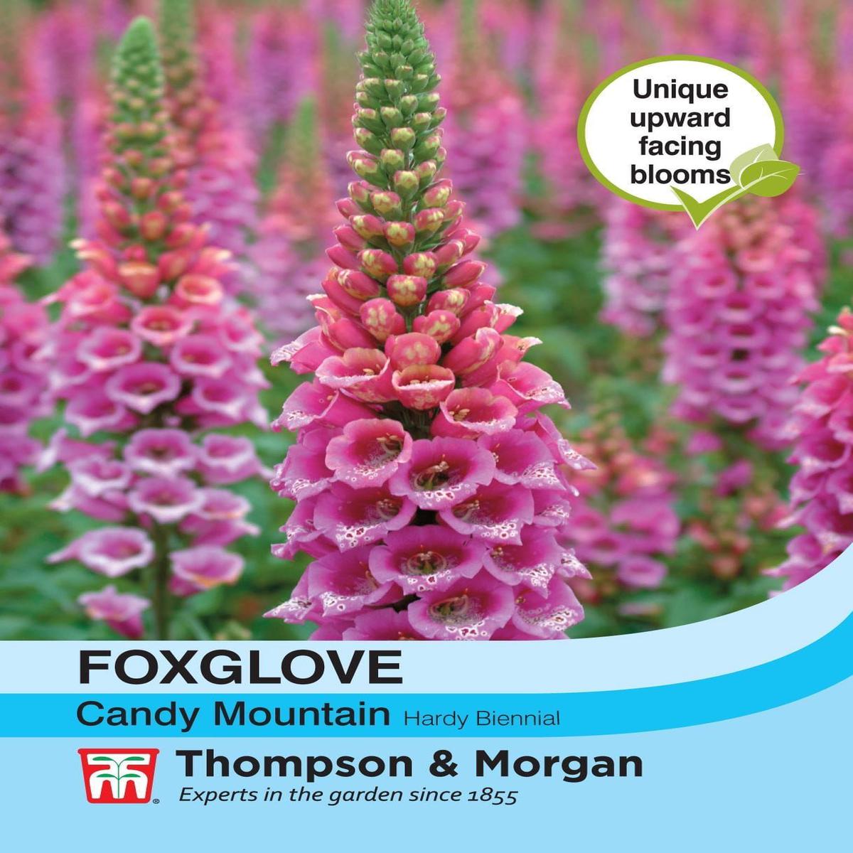 Thompson & Morgan Foxglove Candy Mountain 40 Seed
